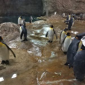 King Penguins