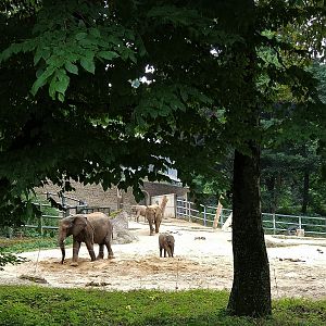 African Elephant Main Paddock