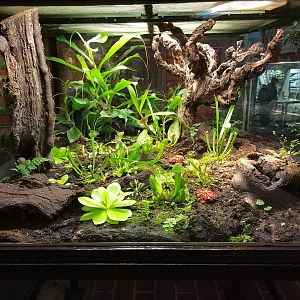 Planted Terrarium in Ape House