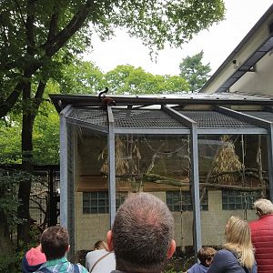 Red-ruffed Lemur 'Enclosure'