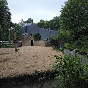 African Elephant Bull Paddock