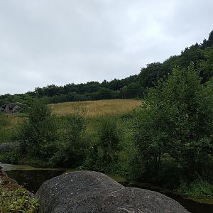 African Lion Exhibit