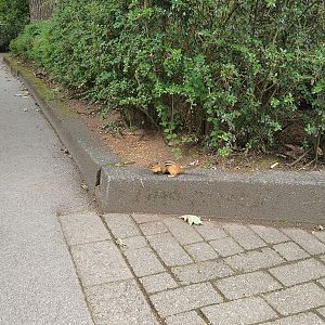 Free-roaming Chipmunk