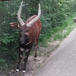 Mountain bongo