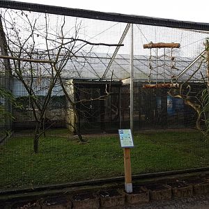 Aviary African grey parrot