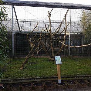 Aviary Blue-fronted amazon
