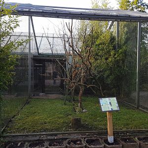 Aviary Triton cockatoo