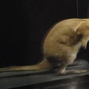 Crescent Nailtail Wallaby