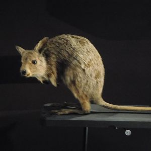 Eastern Hare Wallaby