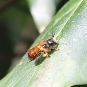 Red mason bee - Osmia bicornis