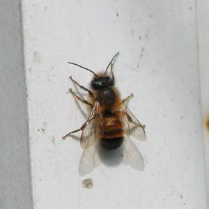 Red mason bee - Osmia bicornis