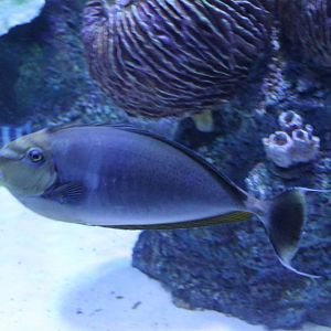 Bignose unicornfish - Naso vlamingii