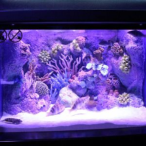 Aquarium Painted comber