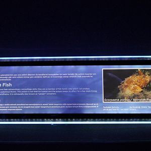 Sign Scorpion fish