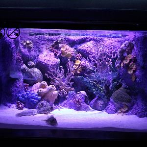 Aquarium Scorpion fish