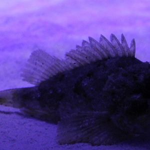Scorpion fish - Scorpaena porcus
