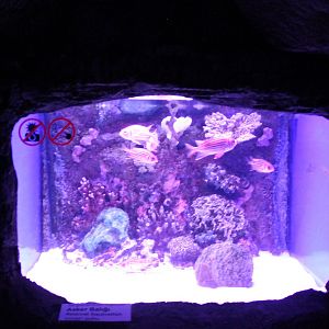 Aquarium Redcoat squirrelfish