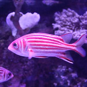 Redcoat squirrelfish - Sargocentron rubrum