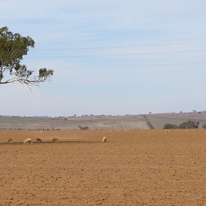 Dry paddock, NSW