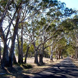 Eucalyptus trees, NSW