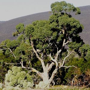 Eucalyptus tree 2, NSW