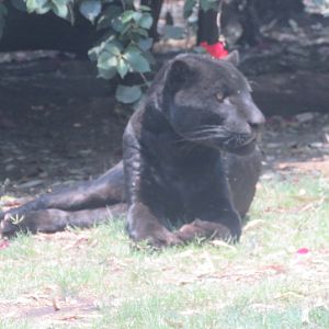 Black jaguar