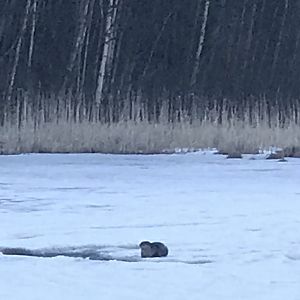 North American River Otter - Alaska.