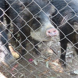 White lipped peccary