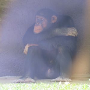 Chimpanzee
