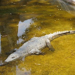 American crocodile
