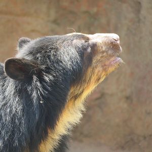 Spectacled bear