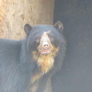 Spectacled bear