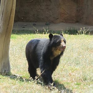 Spectacled bear