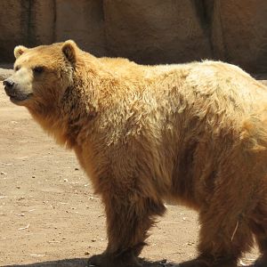 Brown bear