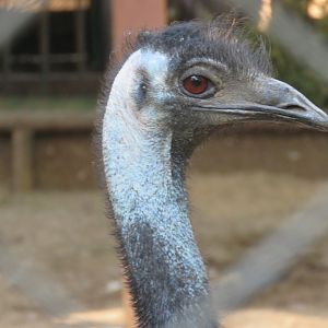 Emu