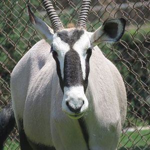 Oryx