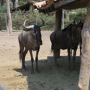 Blue wildebeest