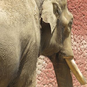 Asian elephant