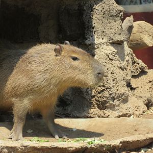 Capybara