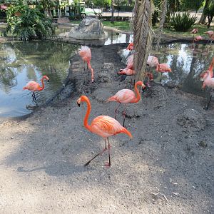 Caribbean flamingos