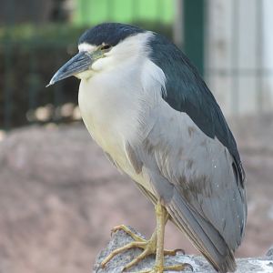 Night heron