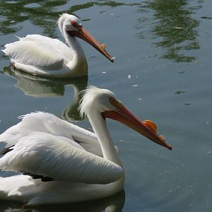 American white pelican