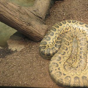 Anaconda