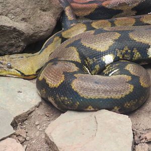 Reticulated python