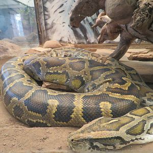 Burmese python