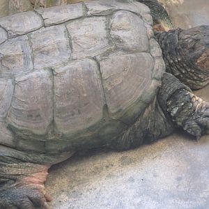 Snapping turtle
