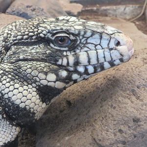 Tegu