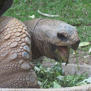 Aldabra tortoise