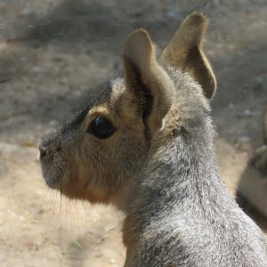 Patagonian hare