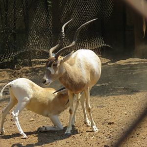 Addax